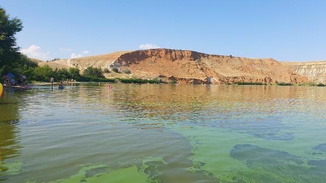 Волгоградское водохранилище и Цимлу заполонили сине-зеленые водоросли