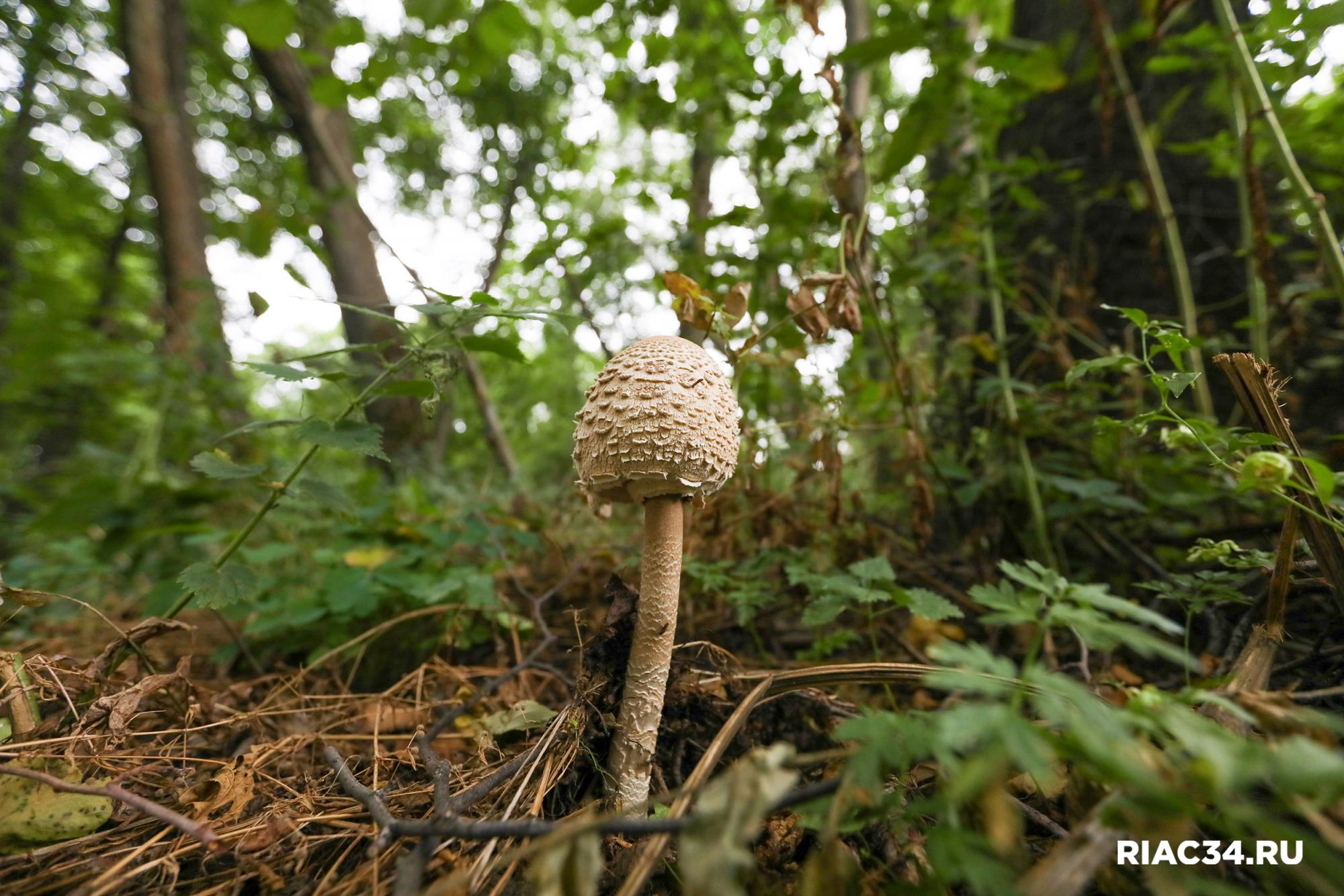 ������
